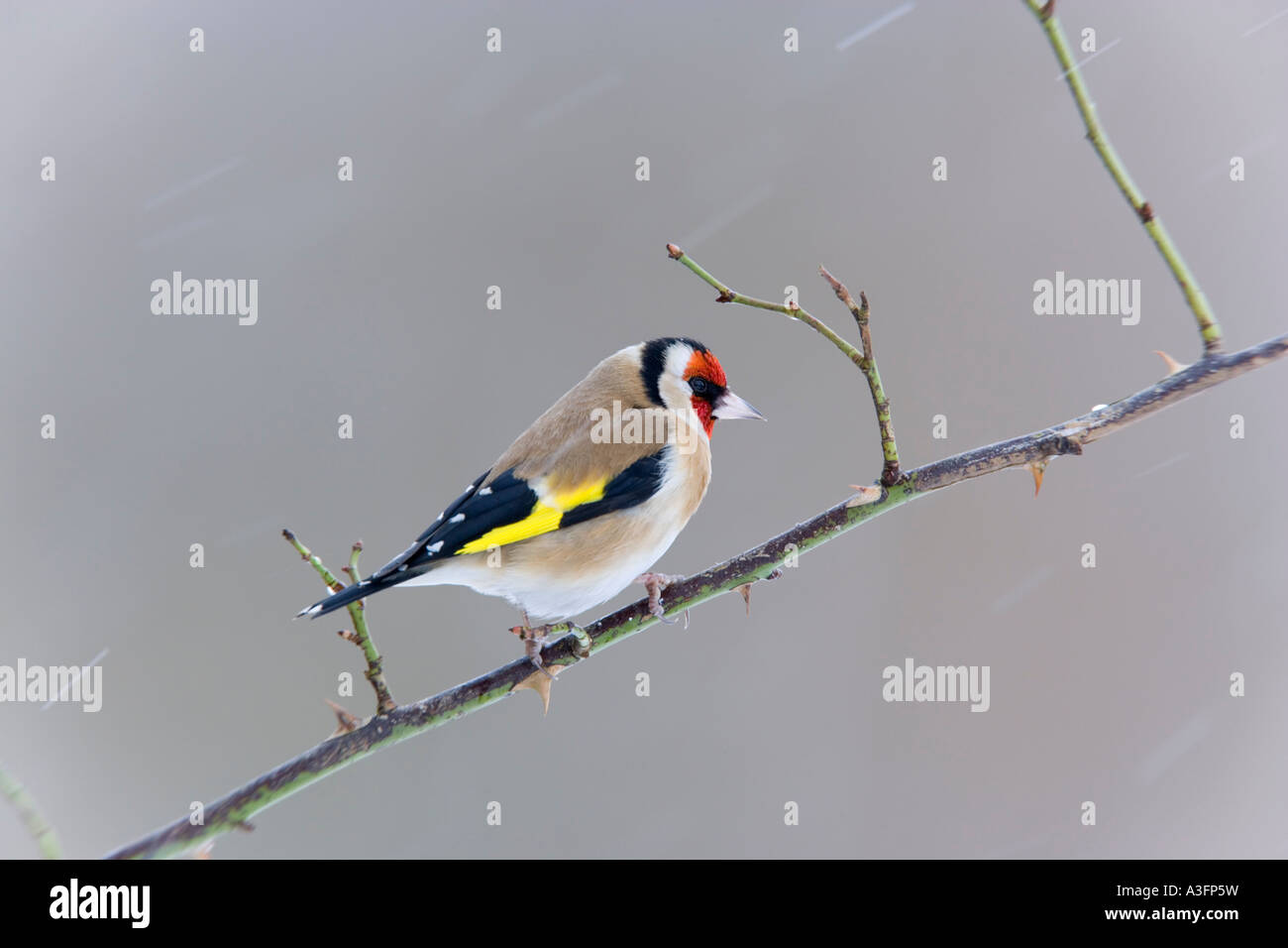 Goldfinch Carduelis carduelis perché sur alerte à la brindille dans la neige avec arrière-plan agréable et propre bedfordshire potton Banque D'Images