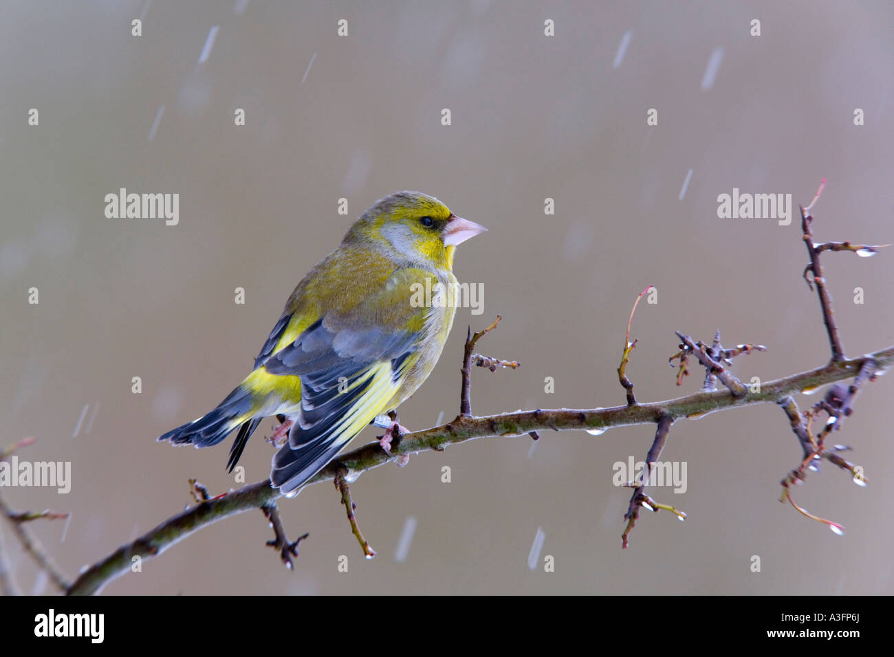 Verdier Carduelis chloris perché sur brindille dans une tempête de neige à fond avec de l'alerte bedfordshire potton Banque D'Images