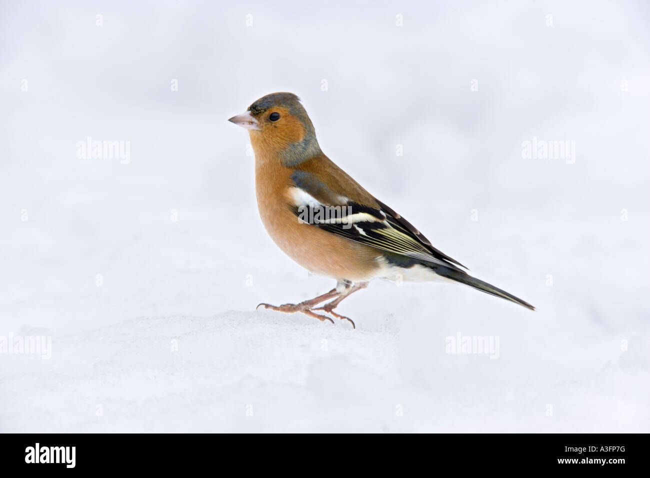 Chaffinch Fringilla coelebs debout dans la neige à potton alerte bedfordshire Banque D'Images