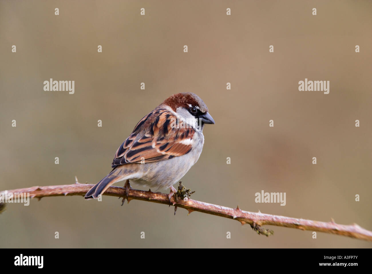 Moineau domestique Passer domesticus mâle perché sur brindille dans nice light à potton alerte bedfordshire Banque D'Images