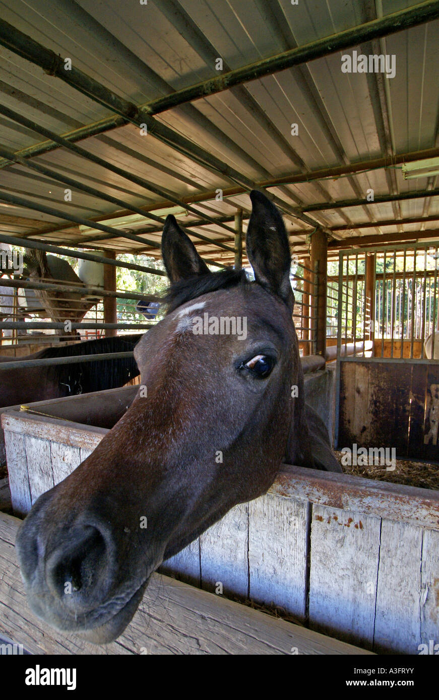 Portrait d'un cheval dans une étable Banque D'Images