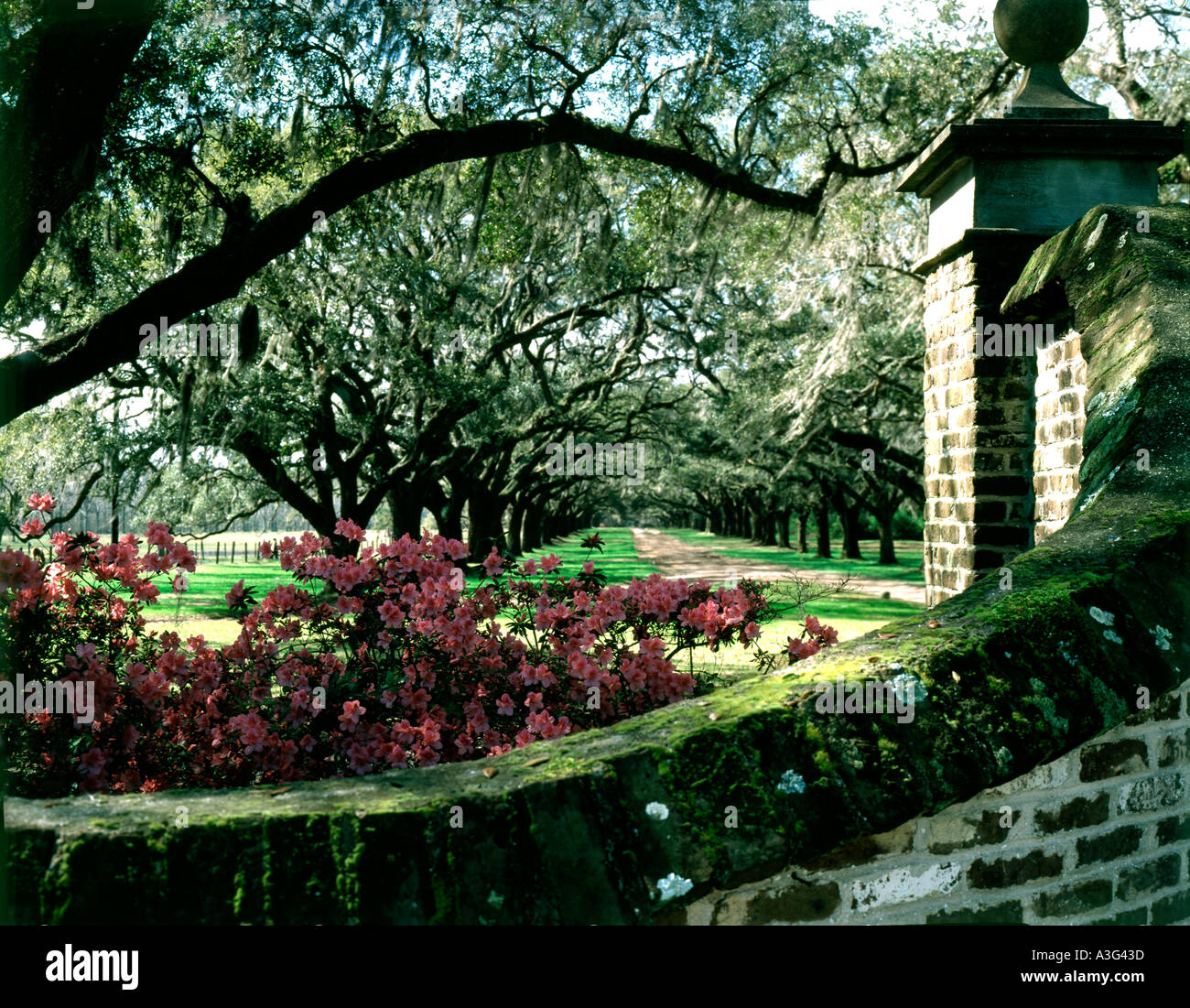 Boone Hall Plantation près de Charleston en Caroline du Sud Banque D'Images