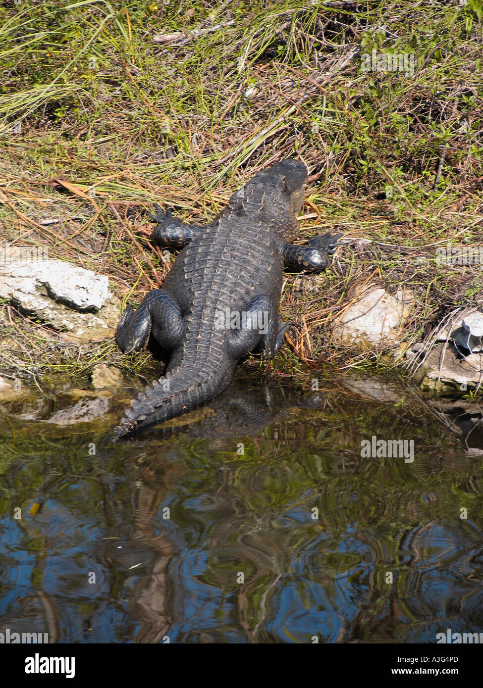 Alligator mississippiensis Banque D'Images