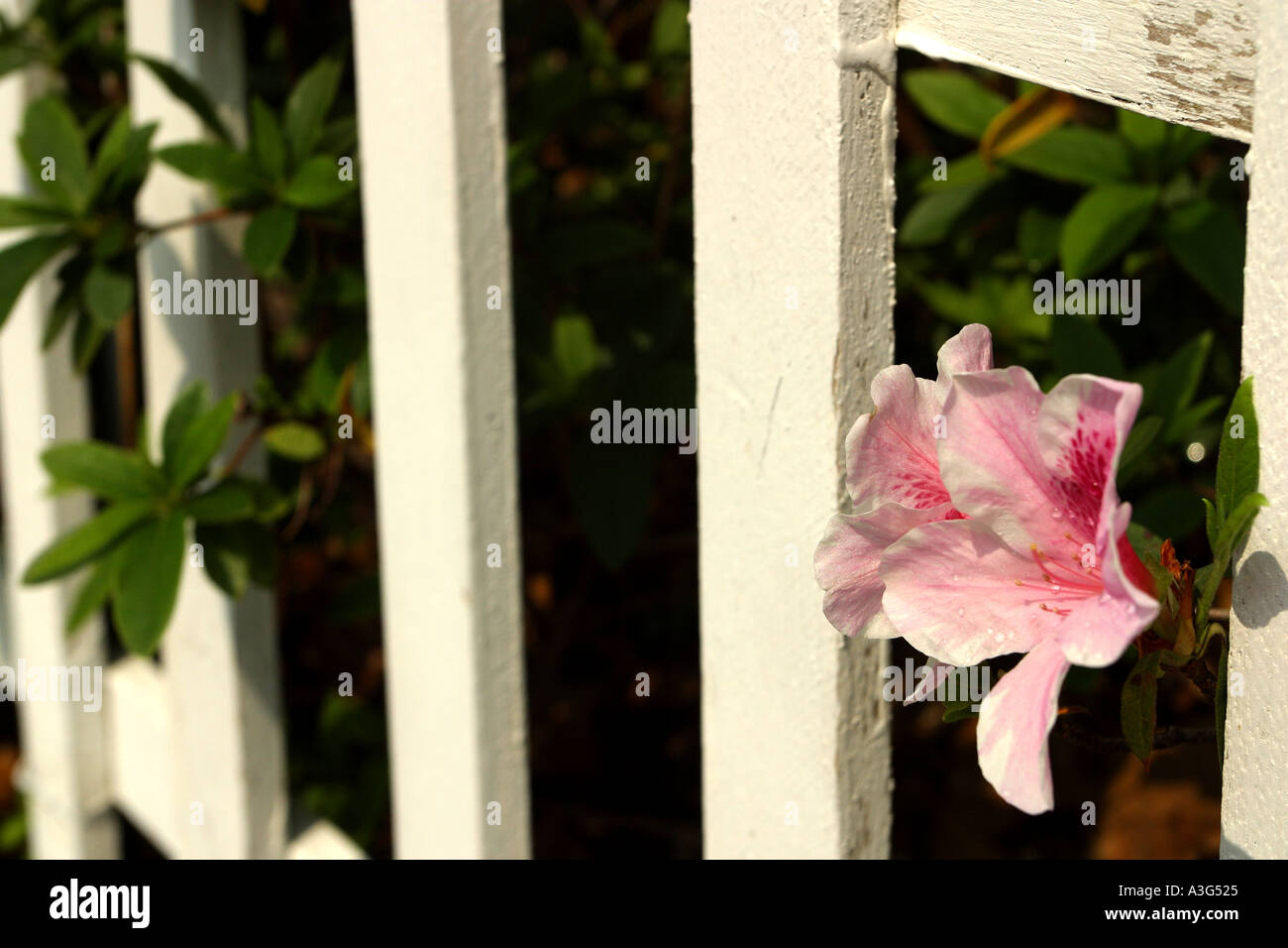 Arbustes à fleurs clôture faite de brindilles de bambou vert blanc rouge couverture arbustes à floraison rose paysage nuageux grappes belle pret Banque D'Images