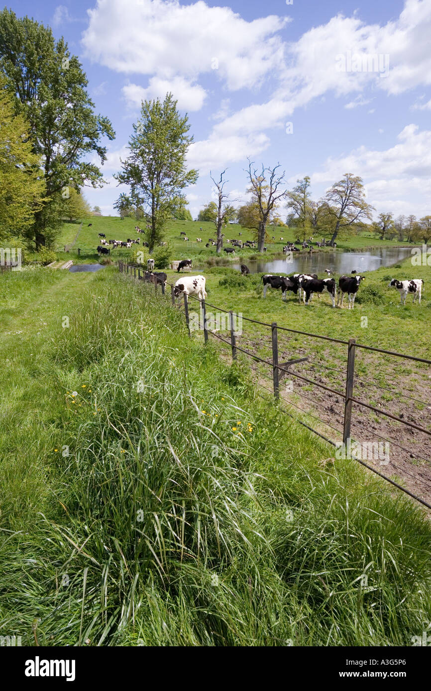 Appréciant les vaches d'herbe luxuriante de la région des Cotswolds près du ruisseau de Sherborne à Sherborne, Gloucestershire Banque D'Images