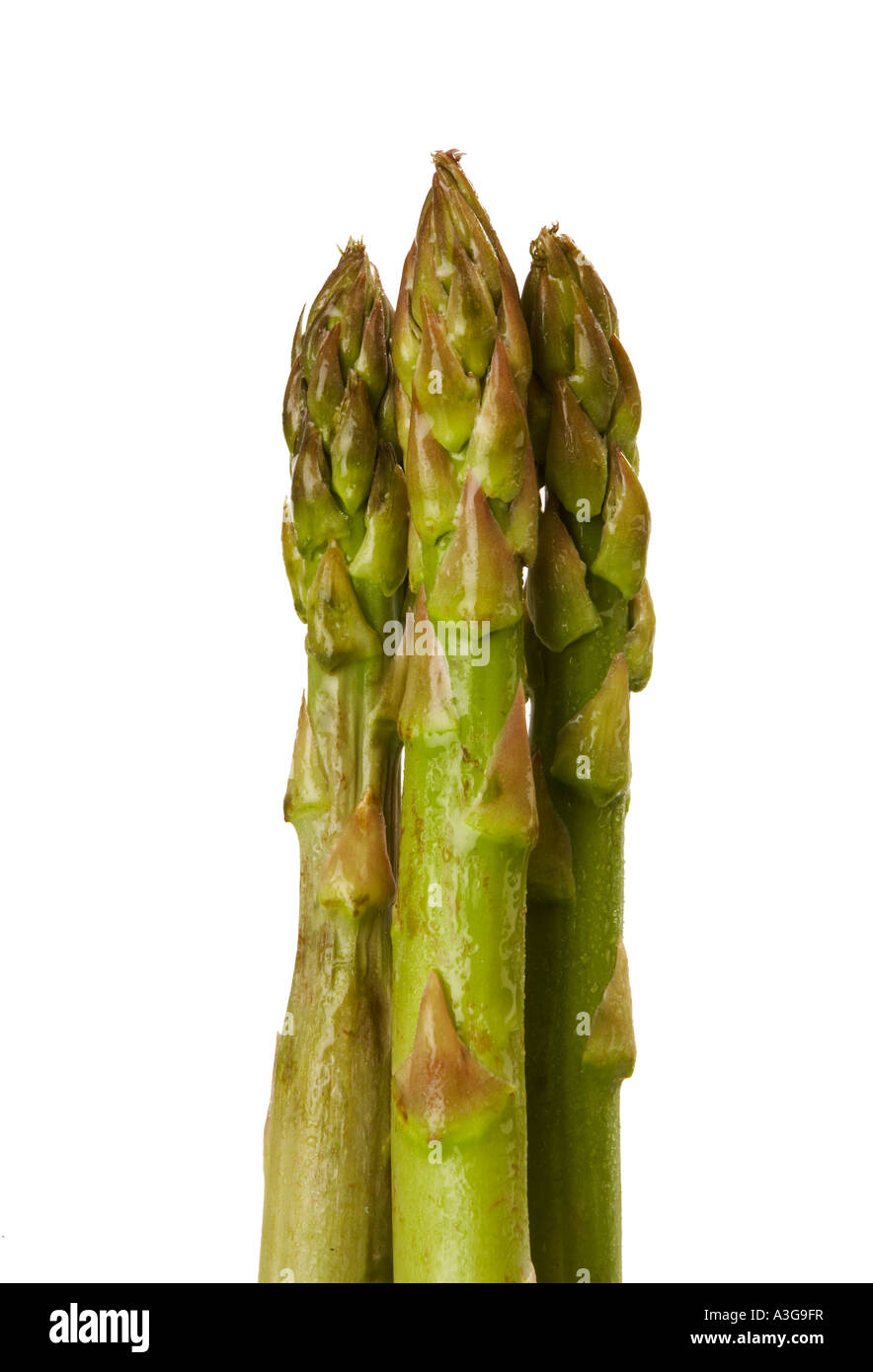 CLOSE UP D'ASPERGES SUR FOND BLANC Banque D'Images