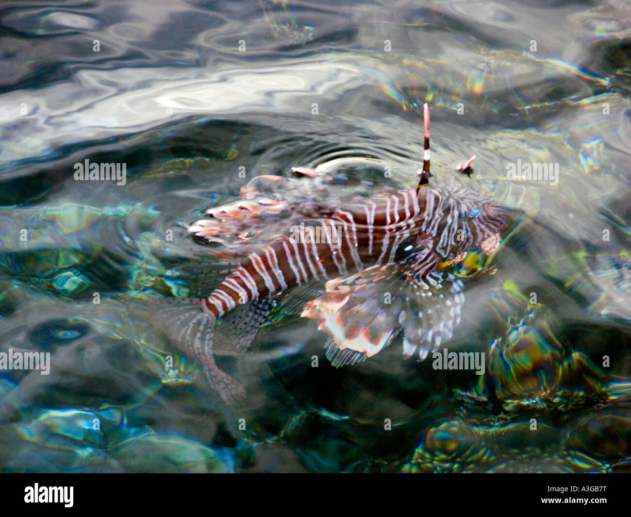Poison nageoire de poisson PTEROIS VOLITANS redfire feu poisson lion lion turkeyfish s'élever au-dessus de la surface de l'eau Banque D'Images