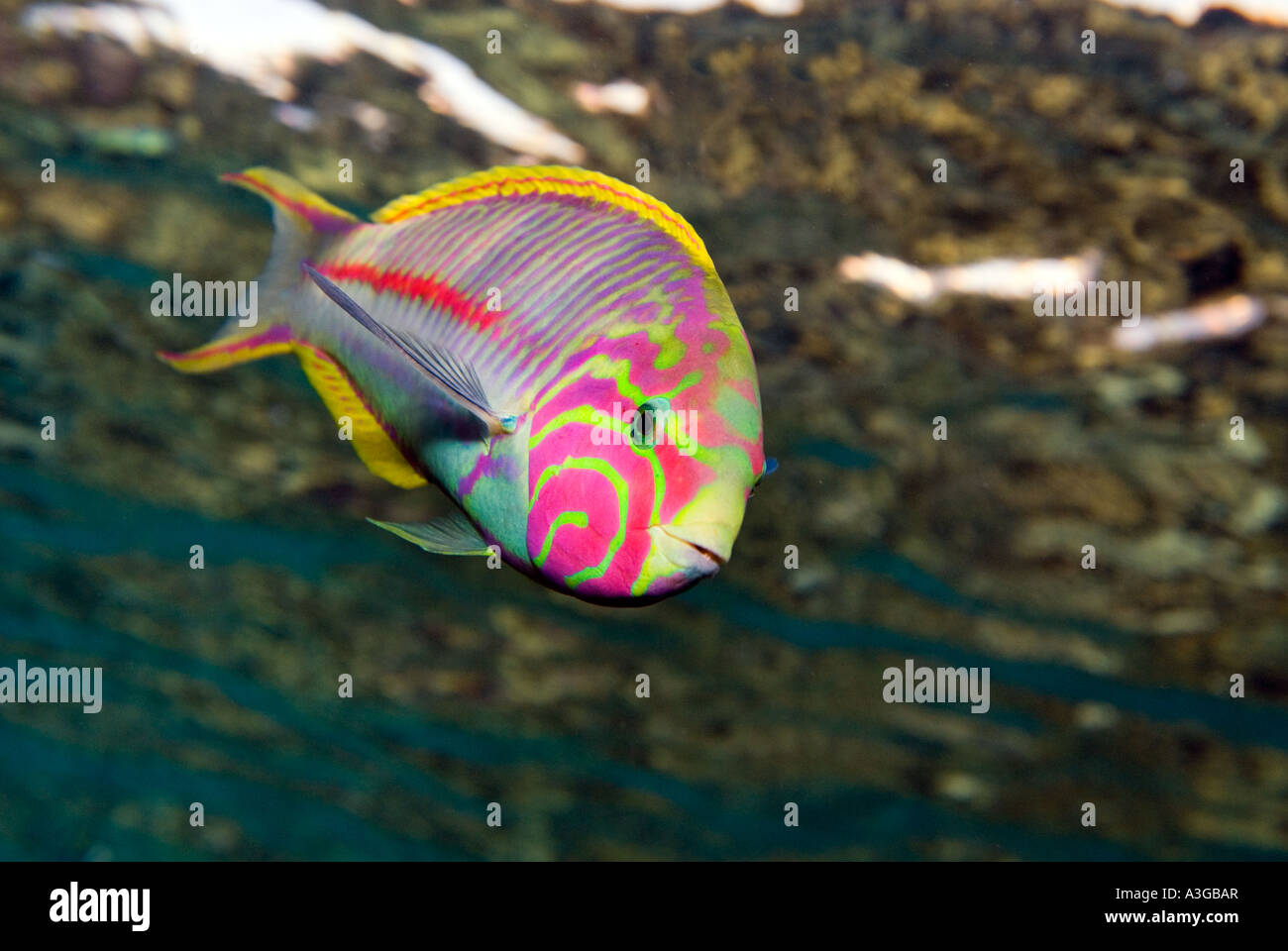 Klunzingers klunzinger WRASSE Thalassoma rueppellii klunzingeri undulatus endémique de corail MER ROUGE Sharm el-Sheikh Égypte portrait Banque D'Images