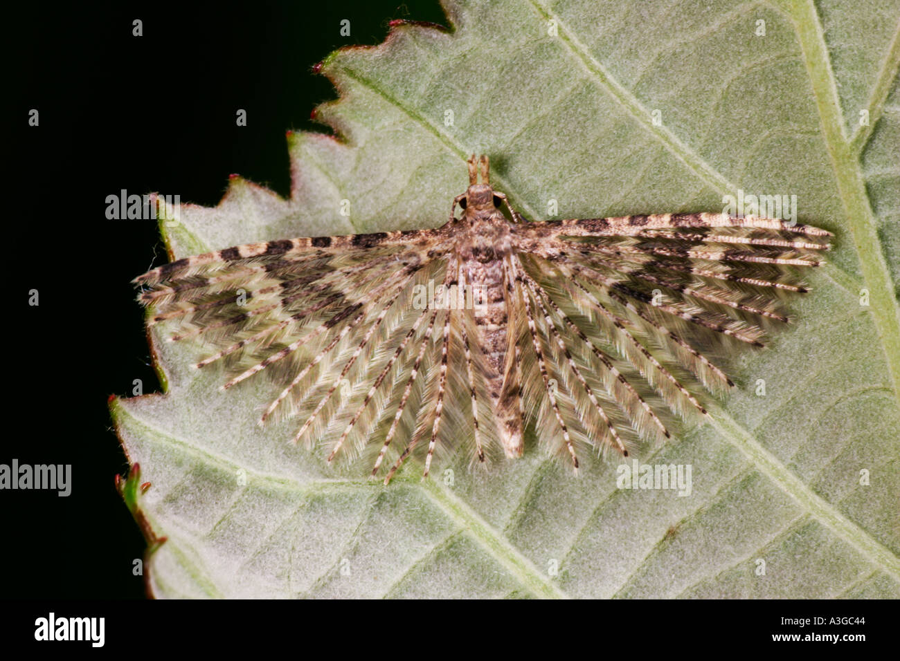 Alucita hexadactyla vingt plume Moth au repos sur feuilles présentant la formation bedfordshre aile potton Banque D'Images