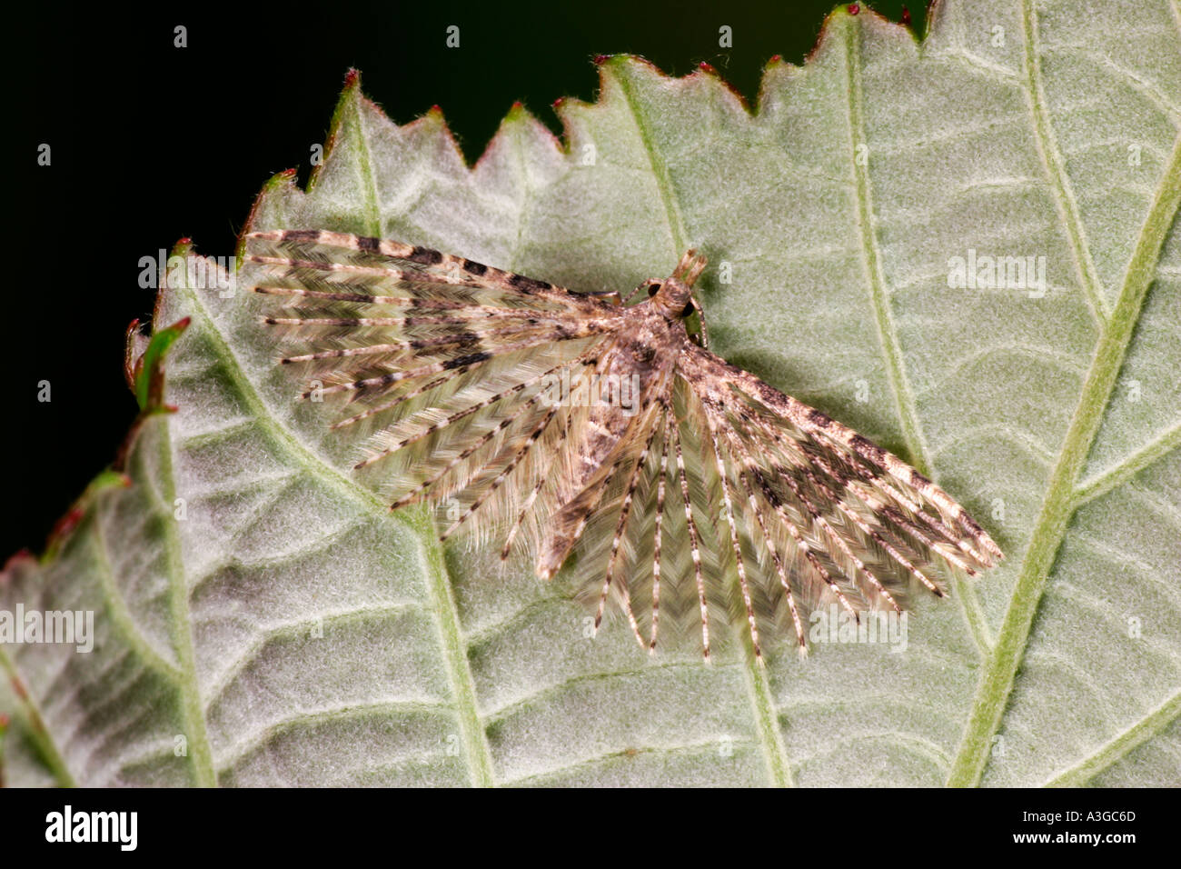 Alucita hexadactyla vingt plume Moth au repos sur feuilles présentant la formation bedfordshre aile potton Banque D'Images