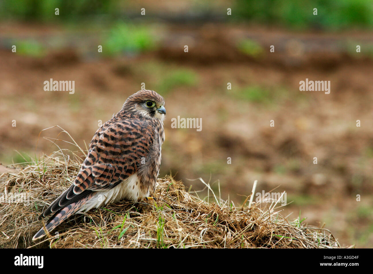 Kestrel Falco tinnunculus jeune oiseau au repos sur la vulgarisation en matière de déchets potton bedfordshire Banque D'Images