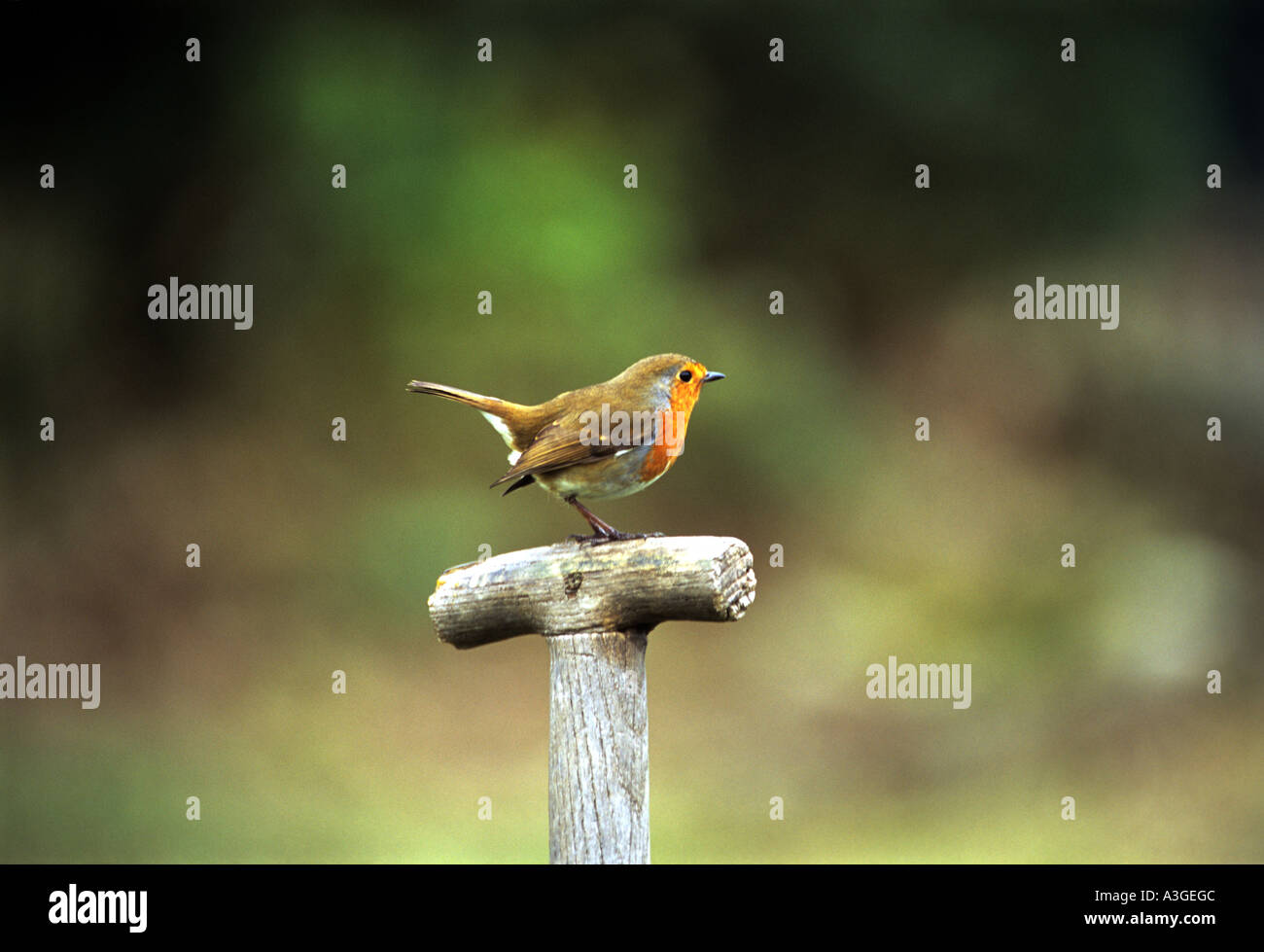 Robin. Banque D'Images