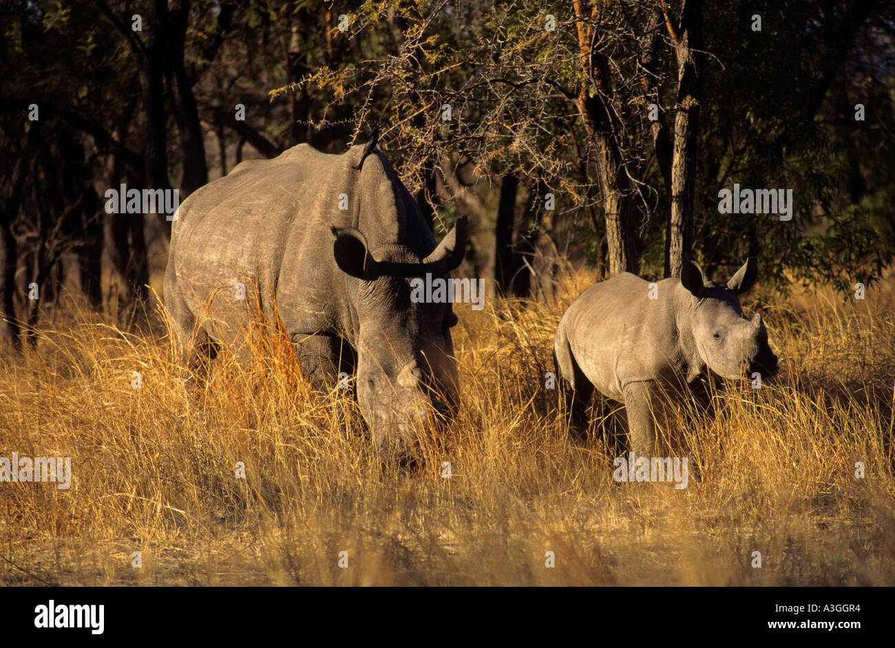 Rhinocéros blanc Ceratotherim simum parent avec les jeunes dans le jeu réserver Zimbawe Afrique Banque D'Images