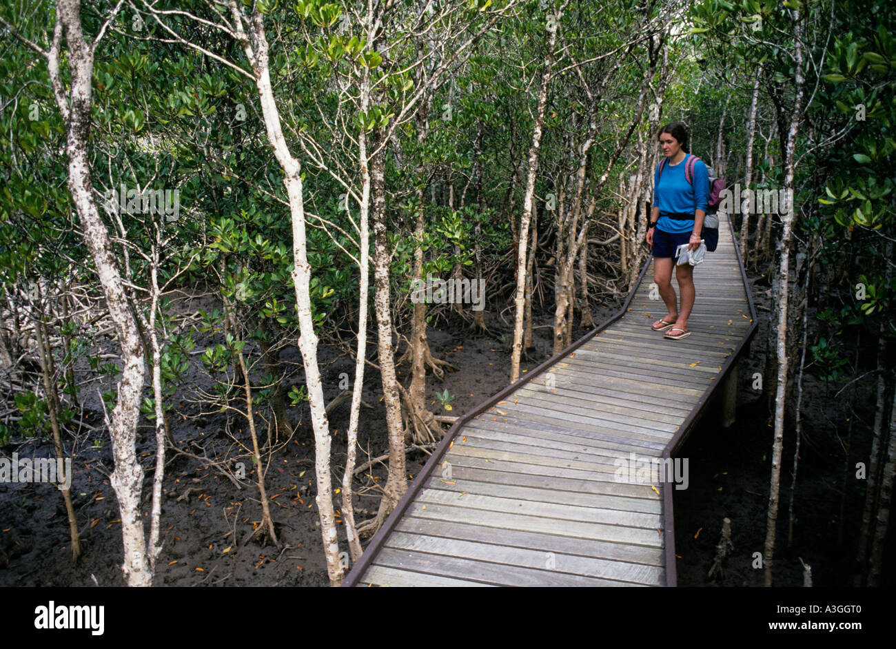 Promenade touristique sur les hauteurs boisées de la zone de mangrove Kanunda Queensland Australie Banque D'Images