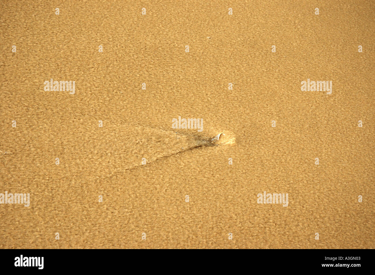 Mer océan Sable ondulations motif texture jaune crème à terre Banque D'Images