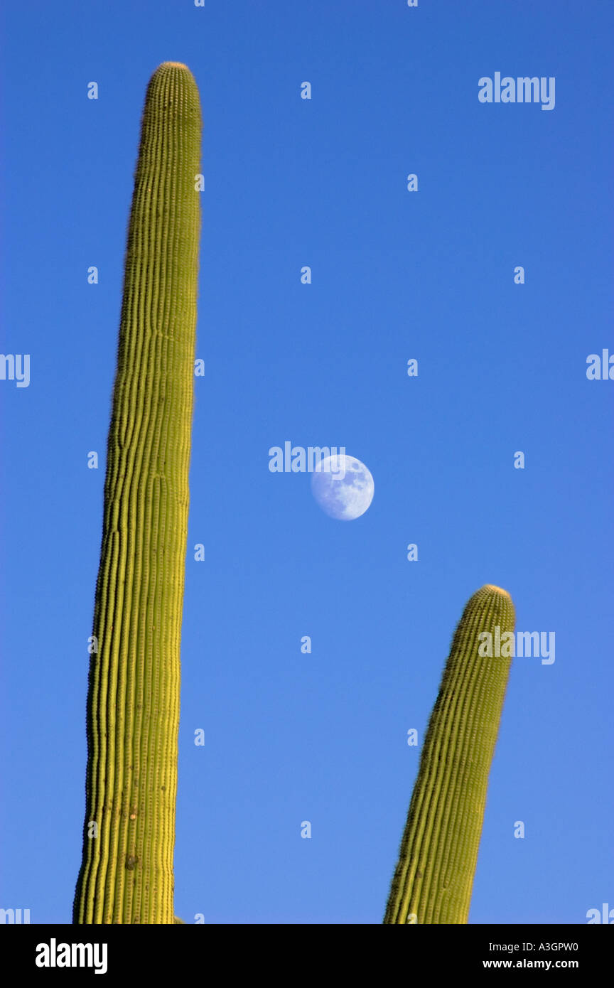 Cactus géant saguaro et lune Saguaro National Park Ouest Unité près de Tucson en Arizona Banque D'Images