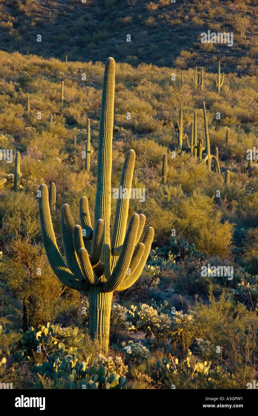 Cactus géant saguaro Saguaro National Park Ouest Unité près de Tucson en Arizona Banque D'Images