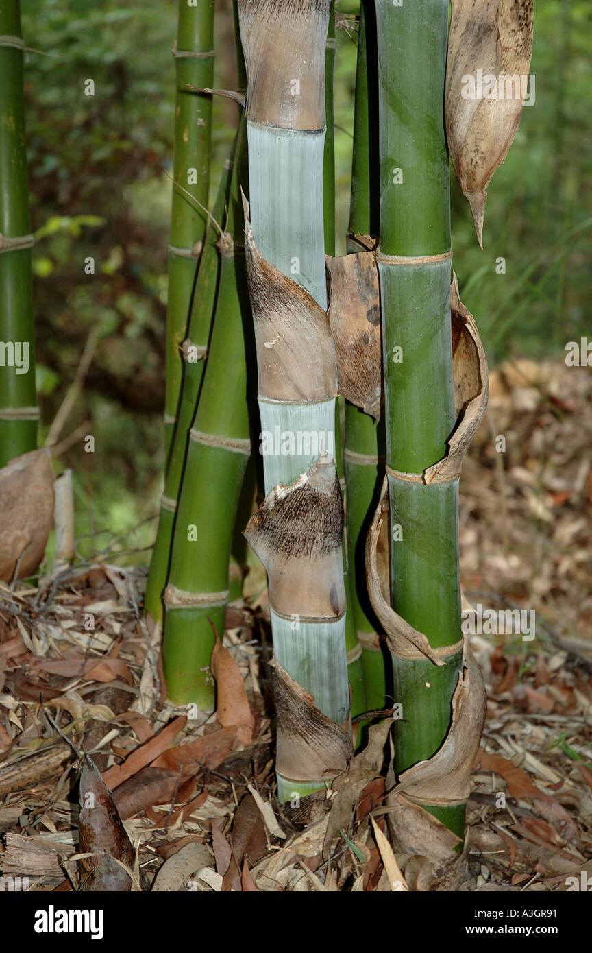 Dendrocalamus strictus bambou hardy Kataila Karail tolérant la sécheresse Myin wa Myin byu Mu zhu bambou mâle Nakur Baa interdit Banque D'Images