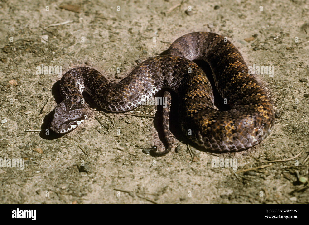 Death Adder Acanthophis praelongus Australie Banque D'Images