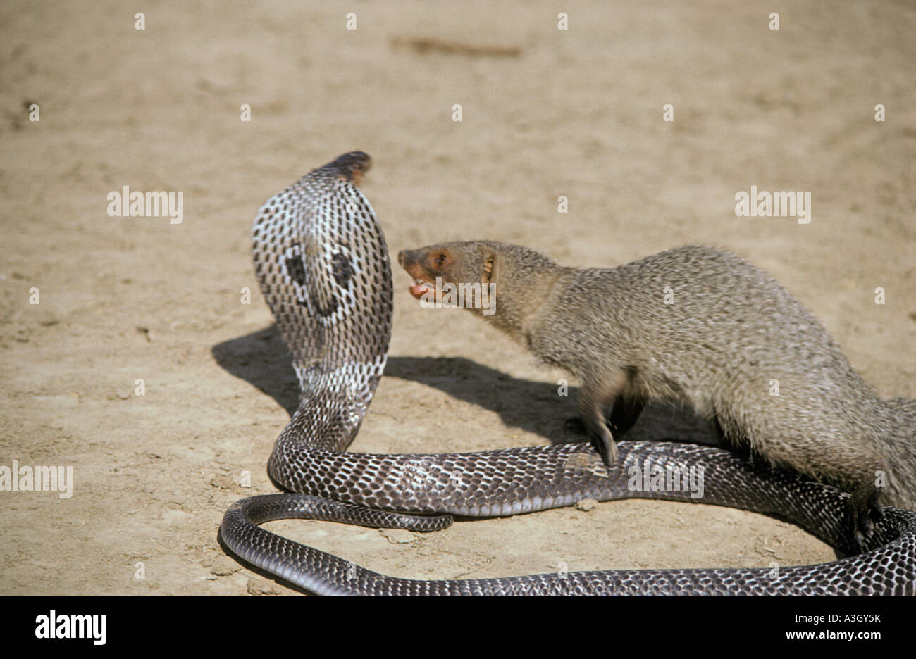 Mangouste cobra attaque une Inde Banque D'Images