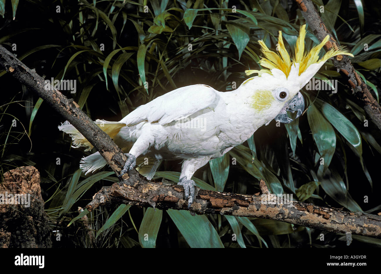 Moindre Teneur en soufre cacatoès à huppe jaune ou cacatoès soufré Cacatua sulphurea Sulawesi Indonésie Banque D'Images