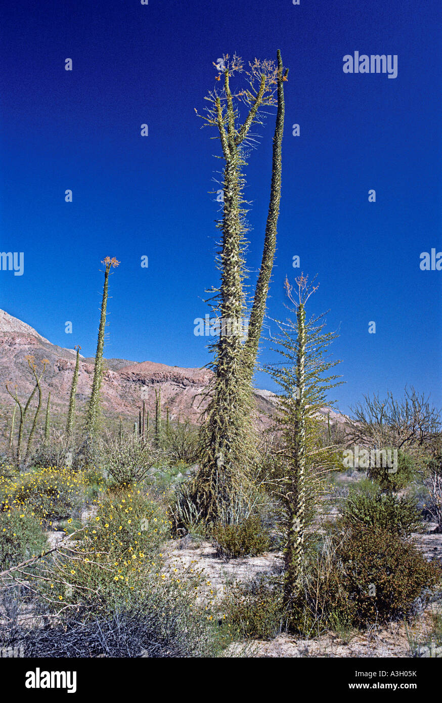 Arbres Boojum Fouquieria columnaris Cirio aka syn Idria columnaris Bahia de Los Angeles Baja California au Mexique Banque D'Images