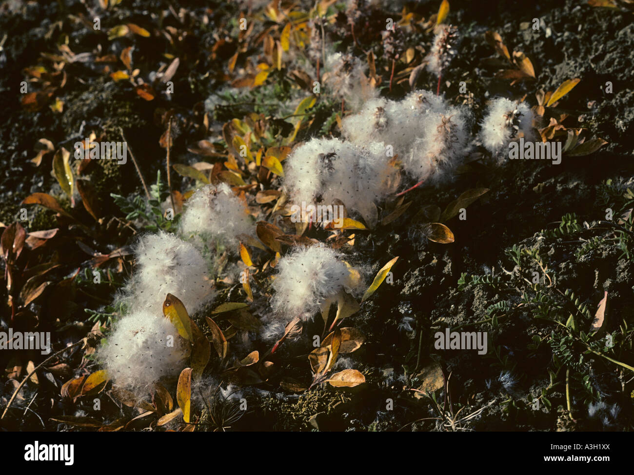 Le saule arctique (Salix arctica allant de l'Alaska de semences Banque D'Images