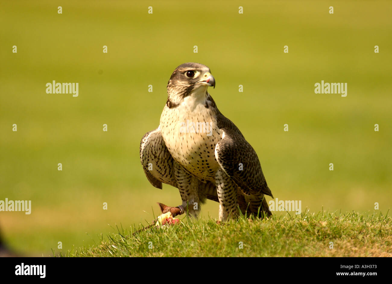 le faucon lanner (Falco biarmicus) est un oiseau de rapaces de proie se nourrissant d'un tueur Banque D'Images