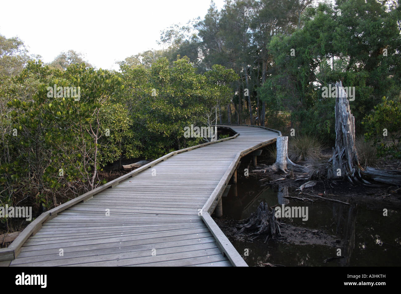 Ade 579,Australie,Sunshine Coast du Queensland,Conseil,Golden Beach promenade à travers Mangrove Banque D'Images