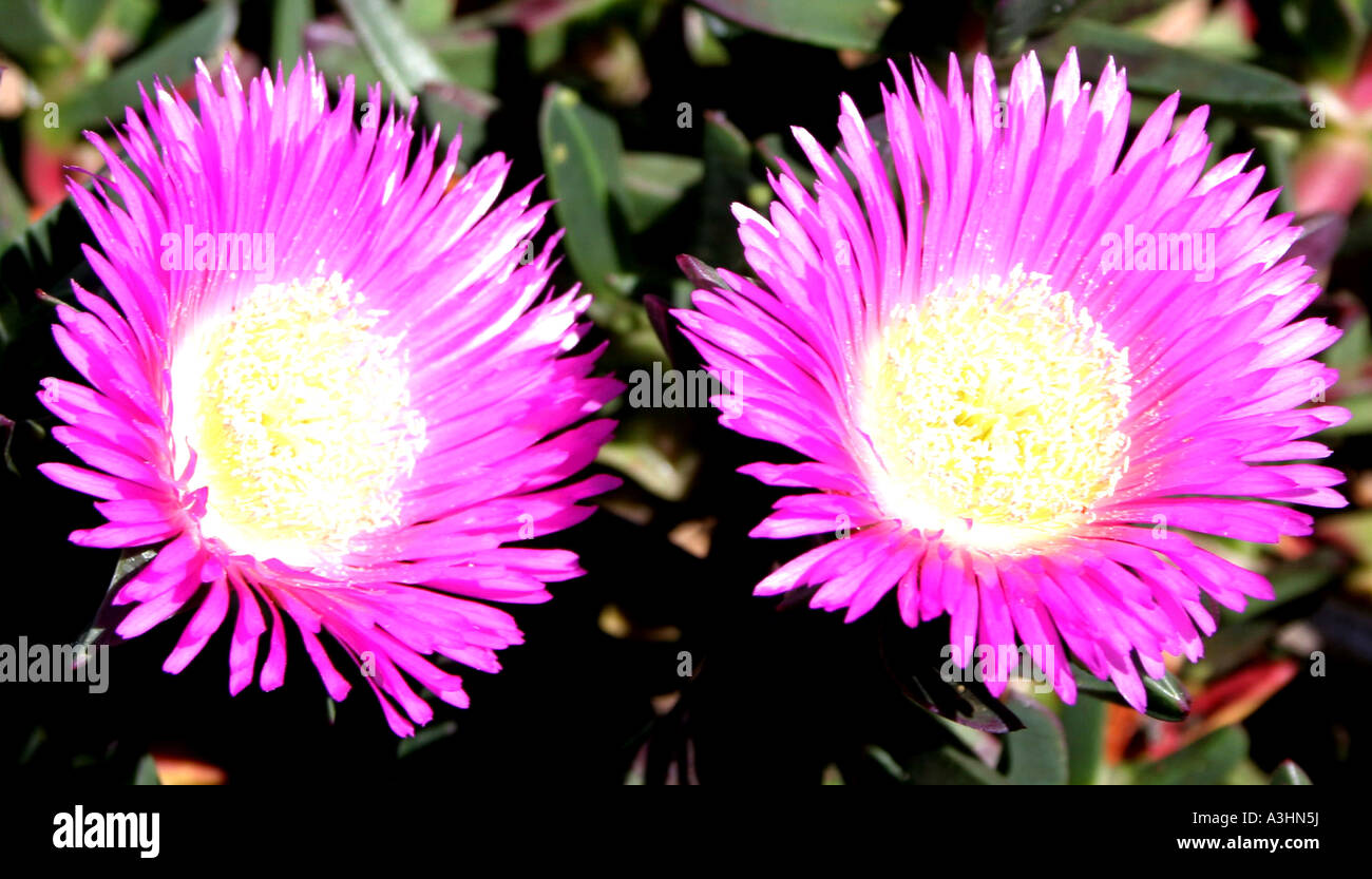 Ade 415 Australie,Cochon angulaire visage (Carpobrotus glaucescens) Banque D'Images