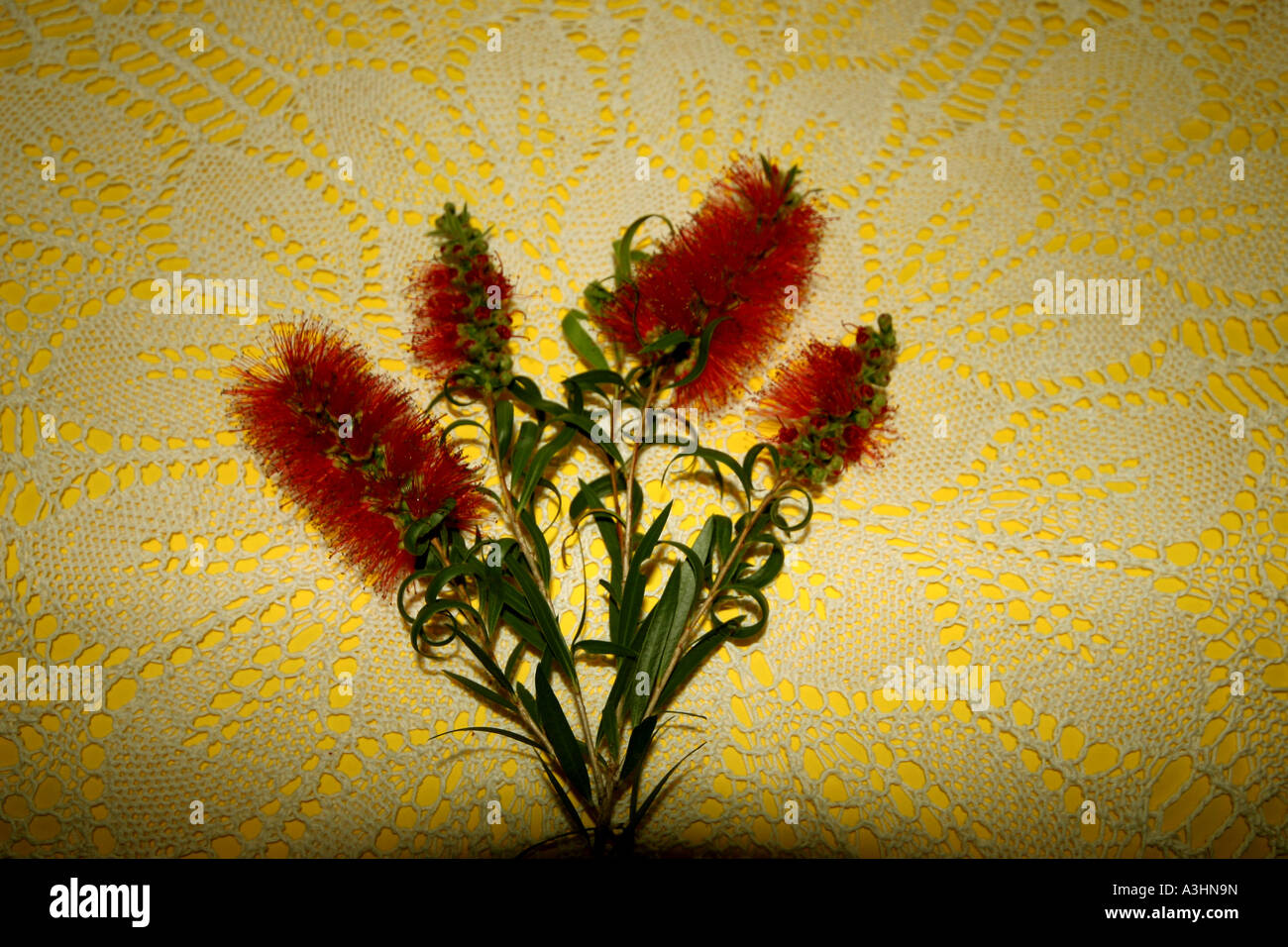 Ade 391 Australie,crimson Bottlebrush Callistemon(napperon sur) Banque D'Images