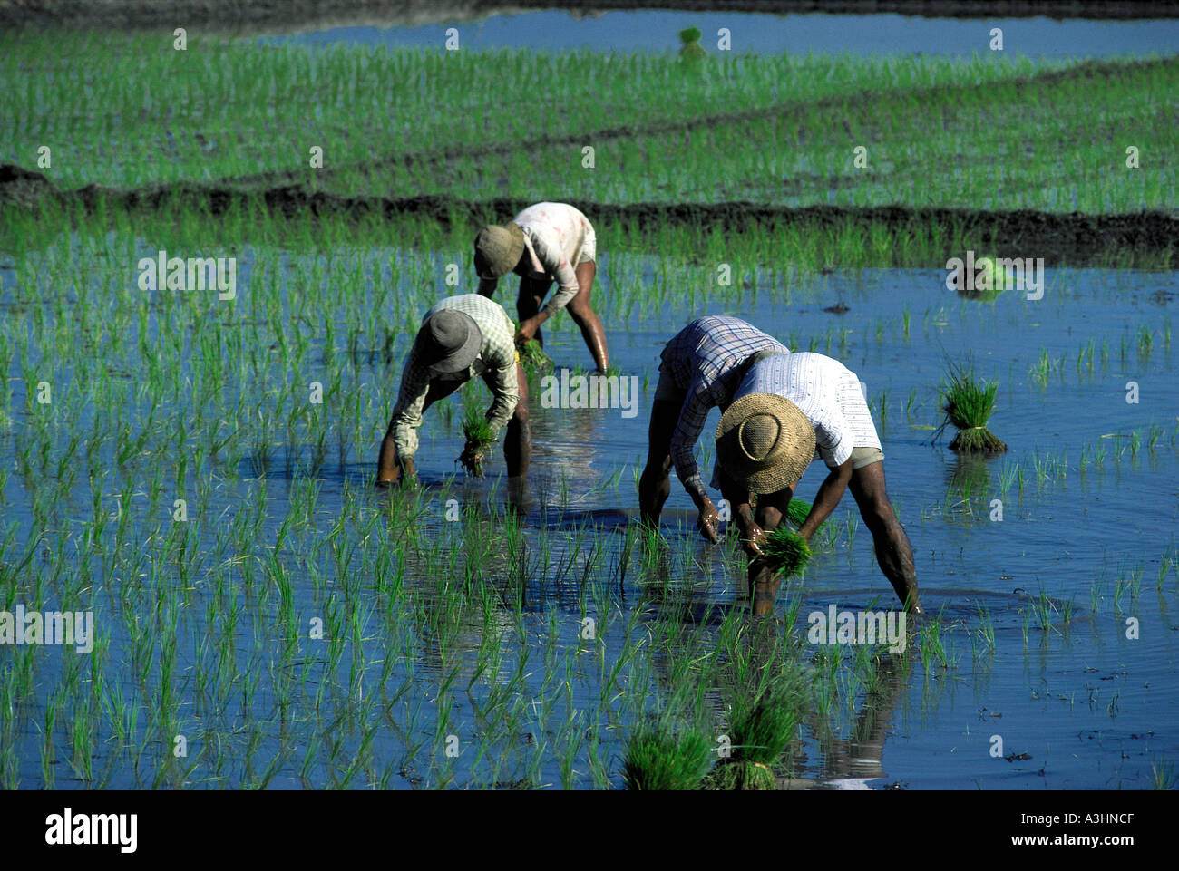 Agriculteur de paddy dans les rizières de la région de la vallée d'Ifugao banaue île de Luzon aux Philippines Banque D'Images