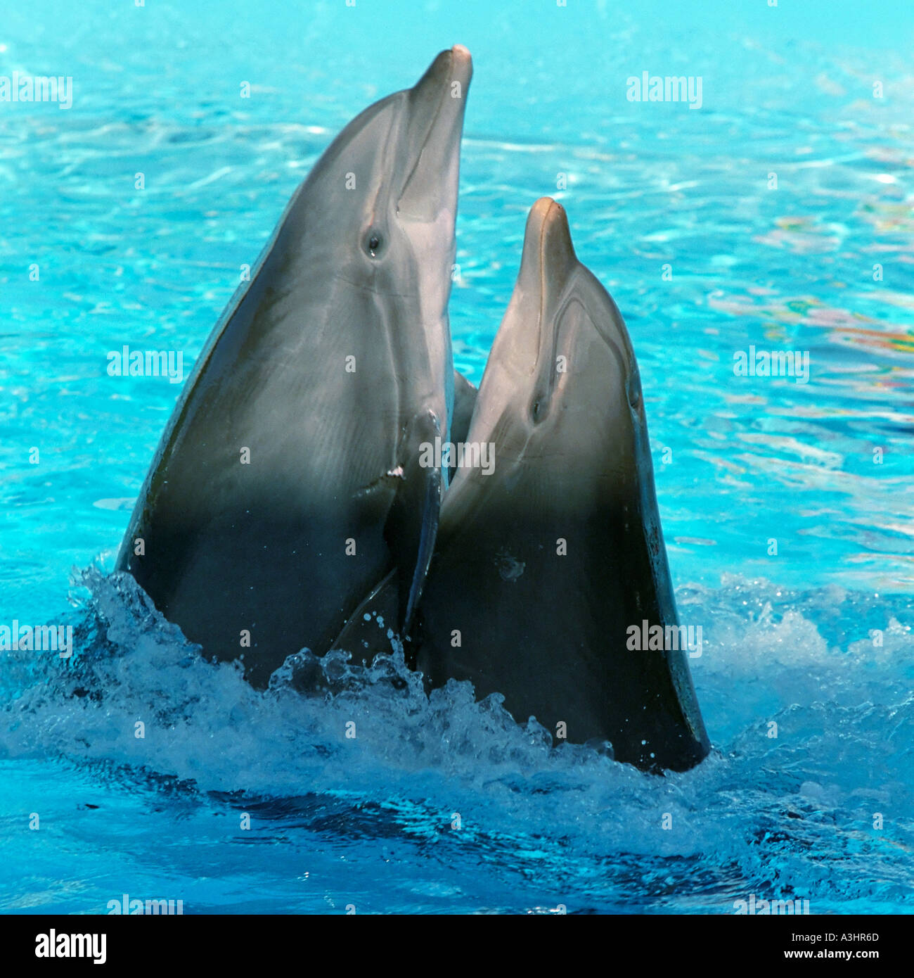Les dauphins danser Lambada ensemble. Le parc d'attractions Zoomarine, Algarve, Portugal. Banque D'Images