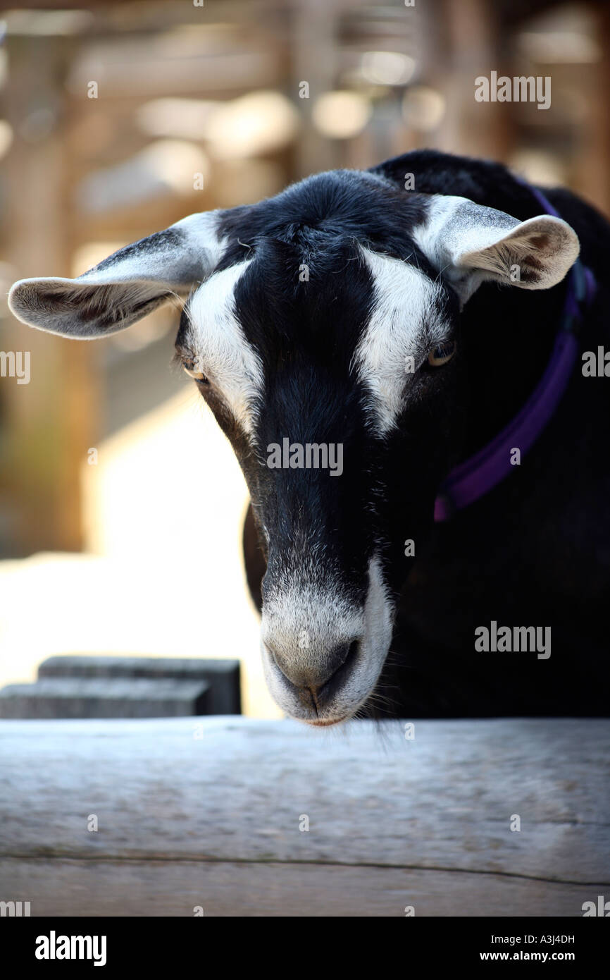 Chèvre faim de Kotor, Sydney, Australie Banque D'Images