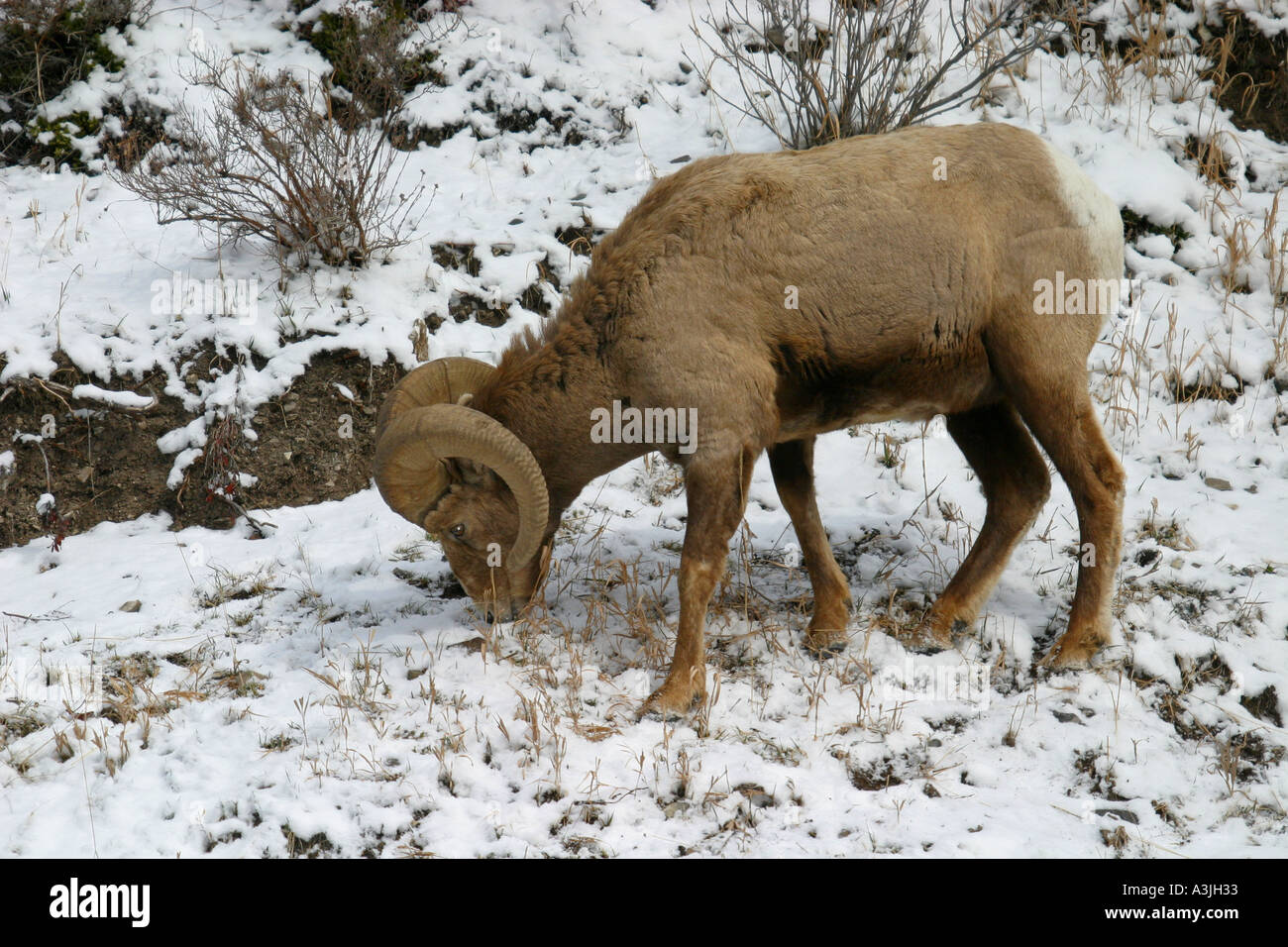 La faune de l'Amérique mouflon Ovis canadensis Sheeph Banque D'Images