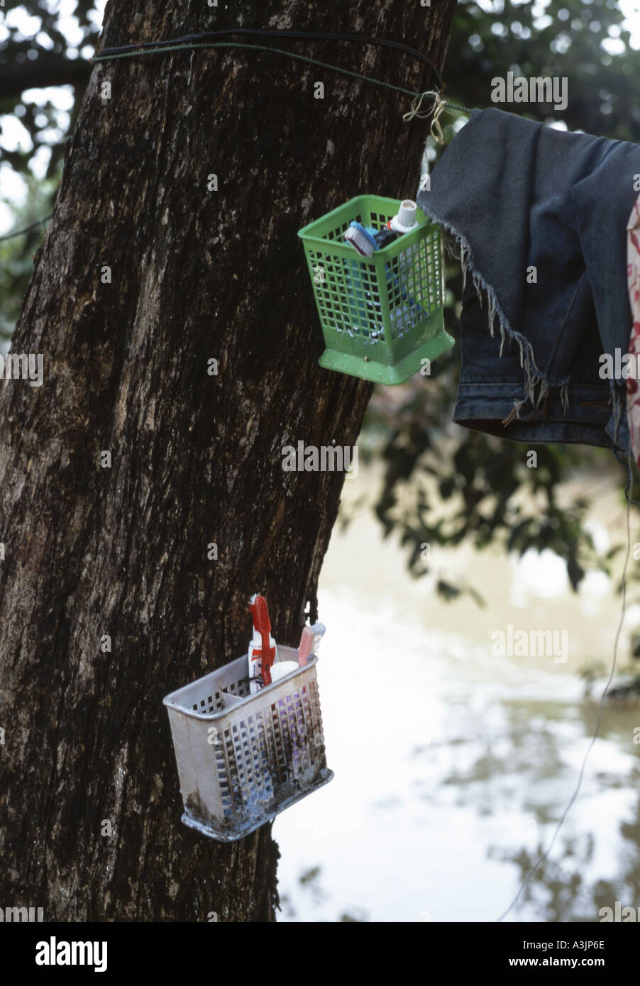 Des brosses à dents et dentifrice panier attaché à l'arbre par River dans le bidonville de Kalipokor Surabaya East Java Banque D'Images