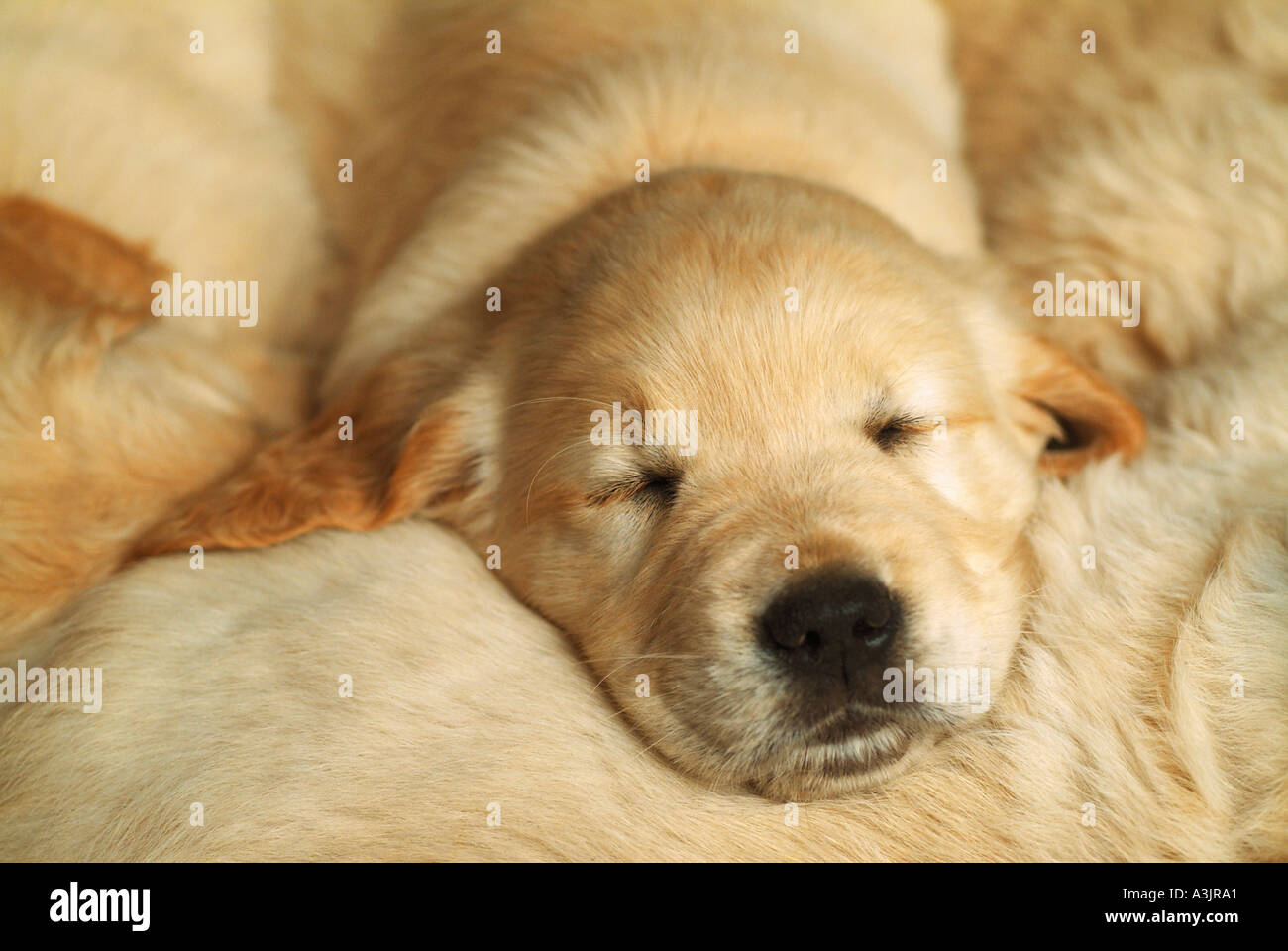 Golden retriever dog - chiot dormir Banque D'Images