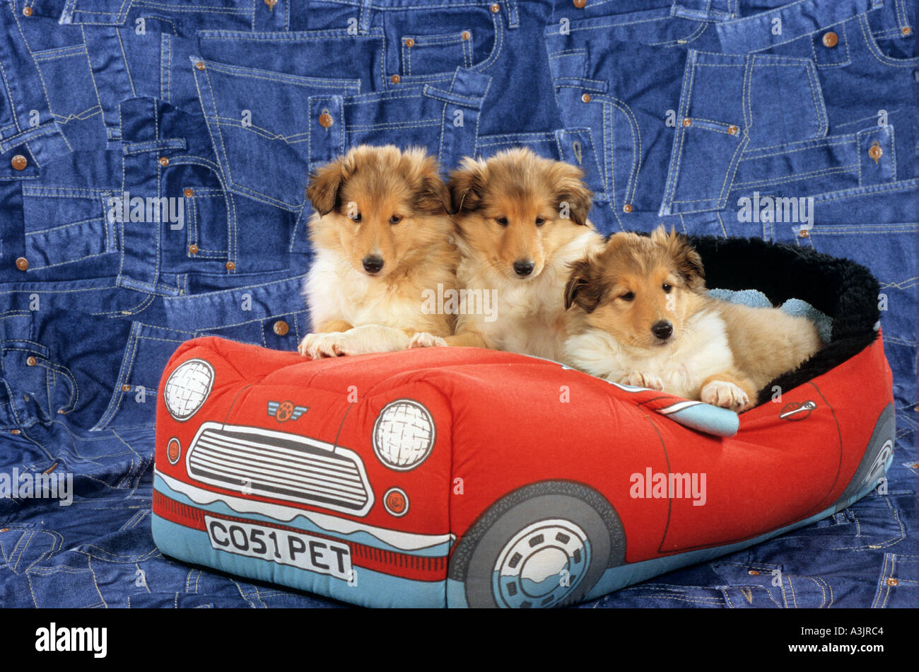Trois chiots Colley chien en voiture jouet Banque D'Images