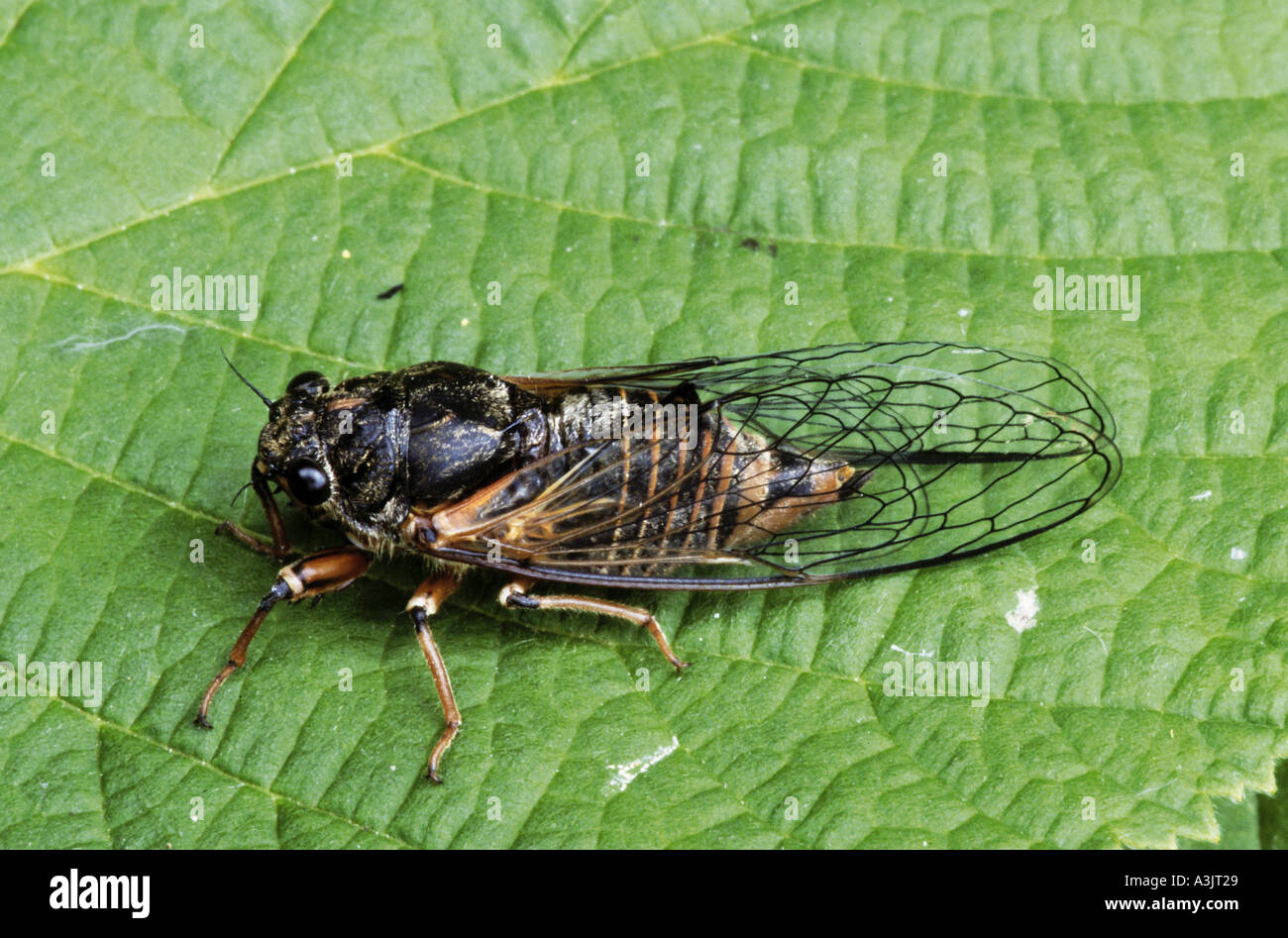 Nouvelle Forêt / cicada Cicadetta montana Banque D'Images