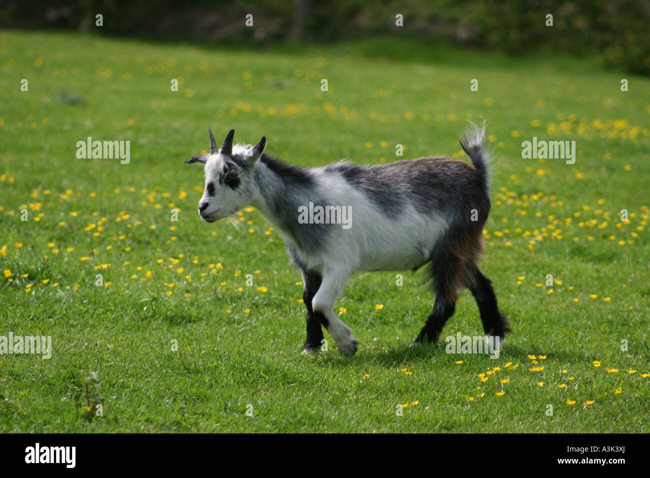 Chèvre naine chevreau dans un champ de renoncules Banque D'Images