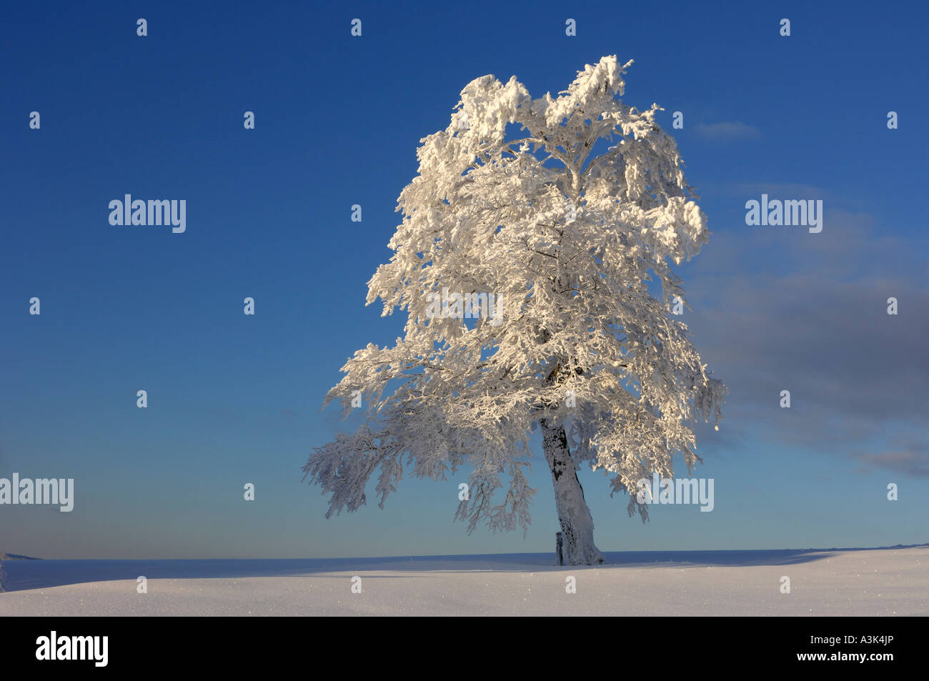 La neige a couvert Beech Tree, Forêt-Noire, Bade-Wurtemberg, Allemagne Banque D'Images