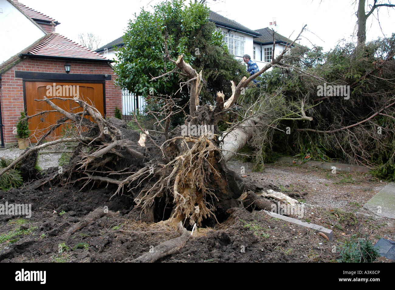 Tronc d’arbre Banque D'Images