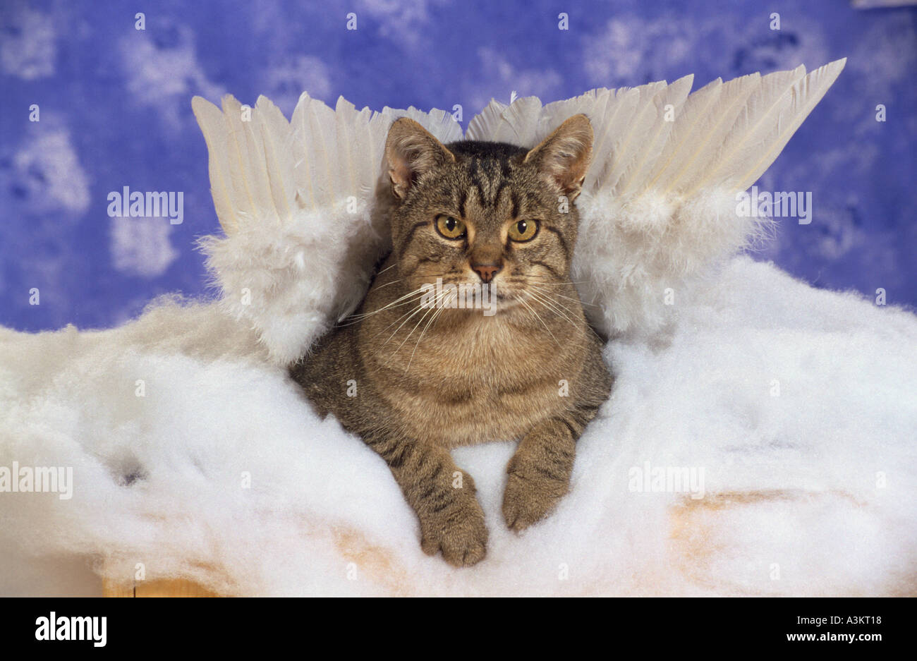 Chat Domestique Avec Les Ailes D Ange Photo Stock Alamy Chat Domestique Avec Les Ailes D Ange Photo Stock Alamy