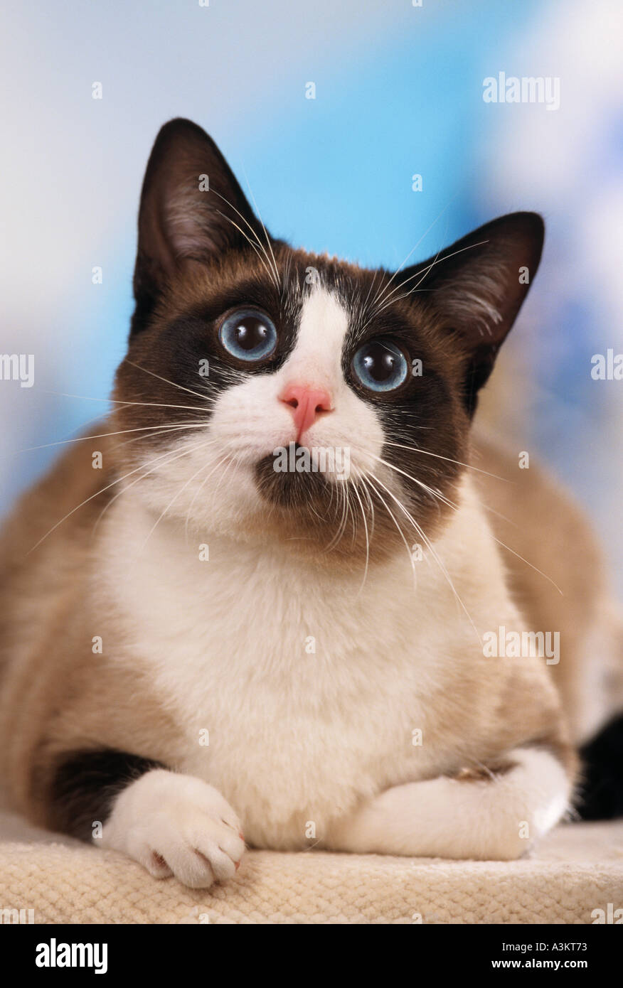 Chat Snowshoe Lying Photo Stock Alamy