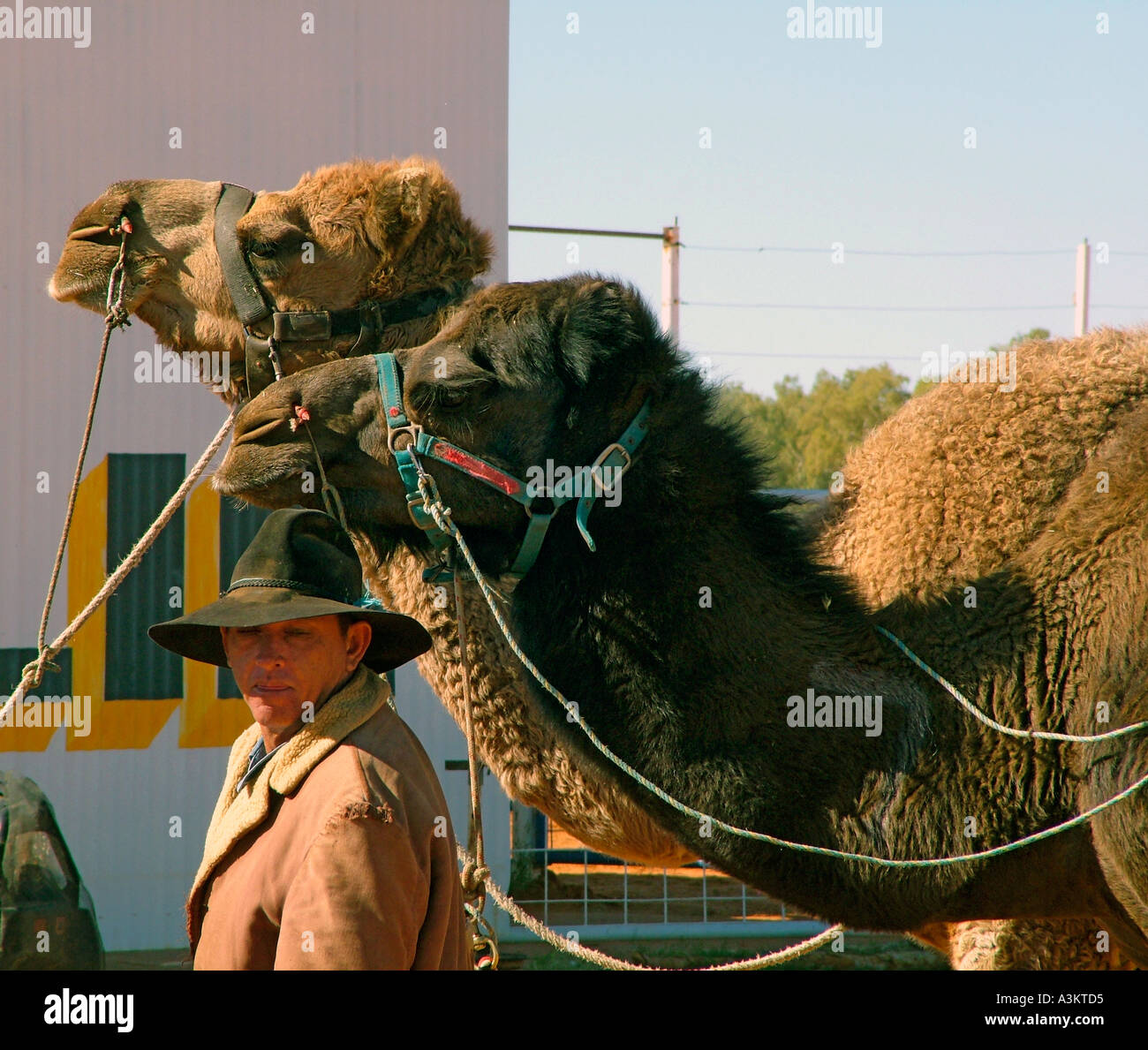 L'homme et à l'Australian Outback Camel rodeo Banque D'Images