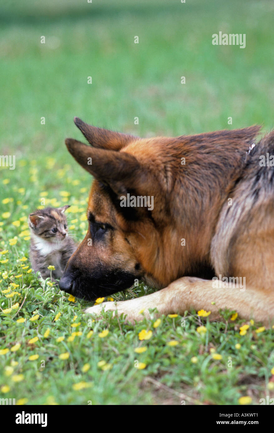 Berger allemand avec petit chaton dans l'herbe Banque D'Images