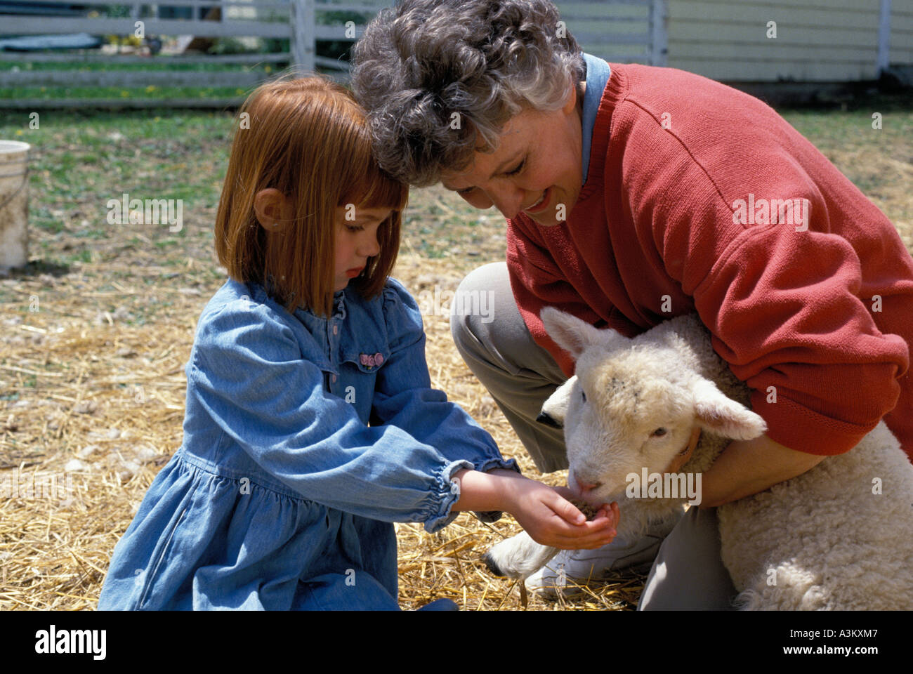 Grand-mère et petite-fille de l'agneau d'alimentation dans la basse-cour Banque D'Images