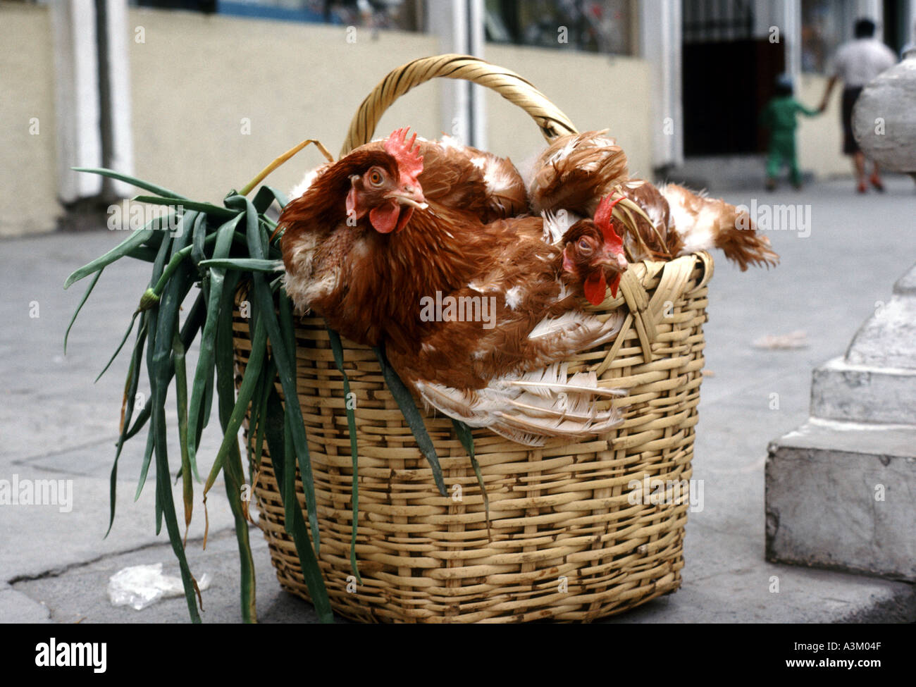 Des poulets dans un panier à Otavalo Équateur Amérique du Sud Banque D'Images