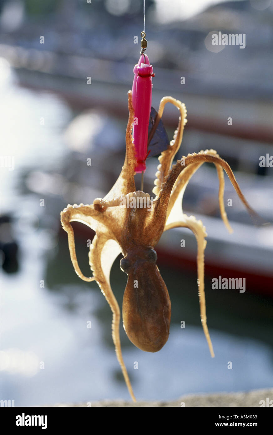 Poulpe Banque D'Images