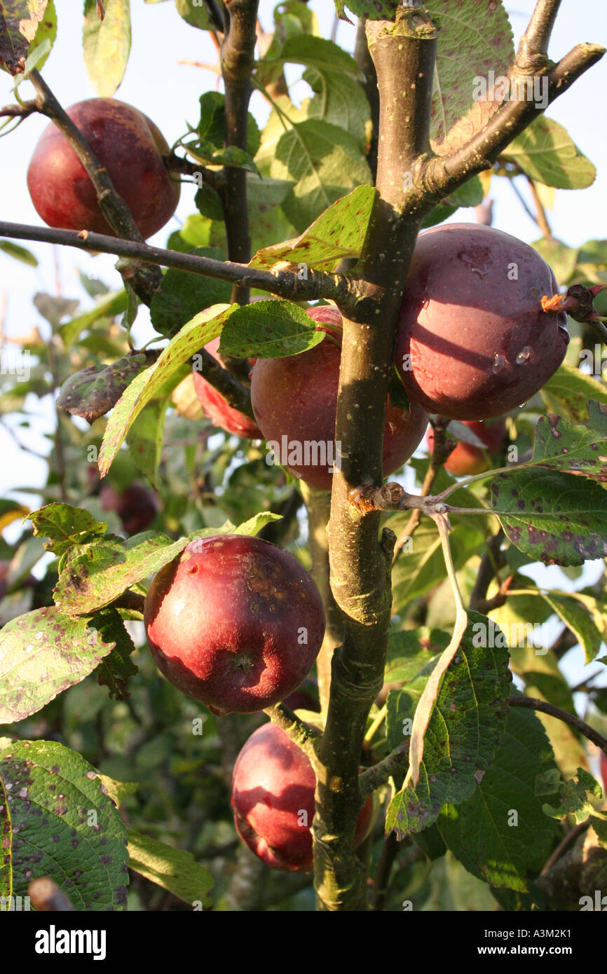 Apple (Malus domestica) Spartan Banque D'Images